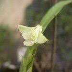 Image result for Polystachya bennettiana