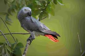 Find lists of sat words organized by every letter of the alphabet here: Facts About African Grey Parrots