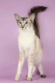 pin ot polzovatelya alejandro herrera na doske beautiful animals balinezijskaya koshka samye milye zhivotnye koshki voiny