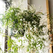 5.2 growing jasmine from layering. Vining Jasmine Care And Growing Guide