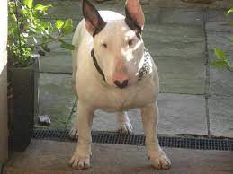 A miniature bull terrier is similar to the bigger bull terrier in all respects except size. English Bull Terrier B O Y E Is One Big M U S C L E Y B O Y E Imgur