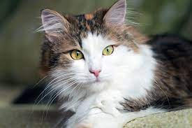 17 Long Haired Cat Breeds To Swoon Over Daily Paws