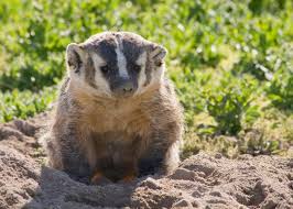 Badger are back at ash ridge winery for the 2021 bridge pa wine festival on january 23rd. Ask The Naturalist Do Badgers Hibernate