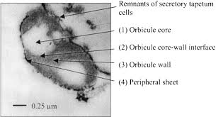 Image result for Calycosiphonia spathicalyx