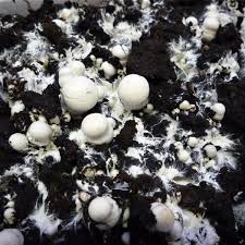 Kit Champignon Blanc De Paris Ferme De Sainte Marthe Kit Champignon Champignon Blanc Champignon