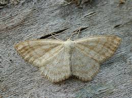 Image result for Scopula ternata