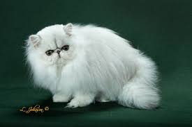 This website can help you find a reputable cat breeder near you, and know what to ask when on your first. Kelskits Silver Persian Golden Persian Cattery Home