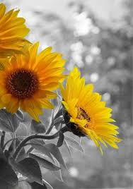 Beautiful Black And Yellow Flowers Photo Uploader For Pinterest Yellow Flowers Flowers Yellow Sunflower