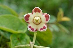 Image result for Cynanchum mossambicense