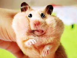 Hamster Grappige Hamsters Dieren Hamster