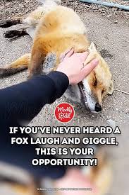 If You Ve Never Heard A Fox Laugh And Giggle This Is Your Opportunity In 2020 Cute Funny Animals Laugh Cute Ducklings