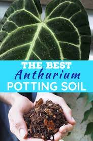 So if you use these types of mixes your plant may die from being exposed to too much moisture. The Best Potting Soil For Anthurium Plants Tropical Plants Anthurium Plant Soil