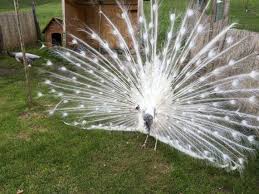 Maybe you would like to learn more about one of these? Pfauenrad In Neuen Farben Tierwelt