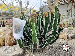 Image result for Euphorbia mlanjeana