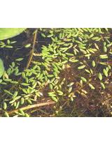 Image result for Potamogeton octandrus