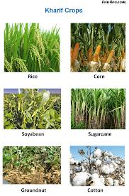 Food Crops Chart Google Search Kharif Crop Herbs Cropped