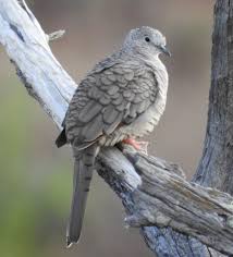 Birds Of The Southwest United States Inca Dove Passaros Passaro Pomba