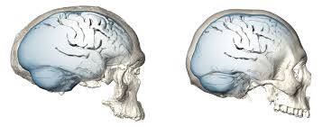 Langsame Und Spate Evolution Des Menschlichen Gehirns Max Planck Gesellschaft