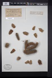 Check out our 3 foot cactus selection for the very best in unique or custom, handmade pieces from our shops. Seinet Portal Network Cylindropuntia Spinosior