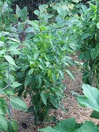 We did not find results for: Growing Peppers Bonnie Plants Hot Peppers Plants Growing Peppers Plants