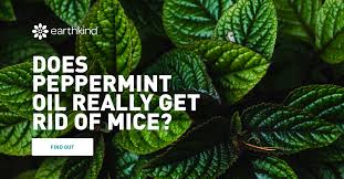 Using peppermint oil extract is a popular diy method to help get rid of mice and other pest problems. Does Peppermint Oil Repel Mice Earthkind