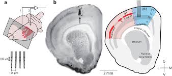 • surrounded by primary motor cortex (area 4), secondary somatosensory cortex (area 43), supramarginal gyrus (area 40), and superior medial surface rendering of a cytoarchitectonic map of the primary somatosensory cortex shows a quantitative probabilistic map derived from postmortem. Developmental Awakening Of Primary Motor Cortex To The Sensory Consequences Of Movement Biorxiv