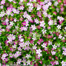 Another home decor tip, is to include artificial baby's breath in a nursery! Showy Baby S Breath Mixed Seeds Gypsophila Elegans 1400 Seeds Garden Seeds Market Free Shipping