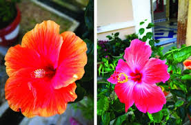 Daftar rangkaian nama ini dikumpulkan khusus bagi para calon ayah dan ibu yang tengah berbahagia dalam menanti kelahiran anak perempuan cantik sehingga dapat… Bunga Raya Taman Etnobotani Pusat Interaktif Sains Ipgktar