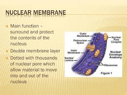 What is the function of nucleus membrane. Ppt Cell Structure Function Powerpoint Presentation Free Download Id 2097289