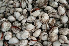 We did not find results for: Kerang Wikipedia Bahasa Indonesia Ensiklopedia Bebas