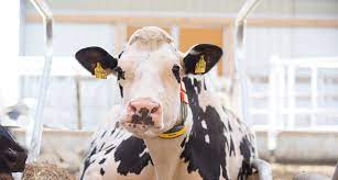 Healthy And Productive Cows Nedap Livestock Management