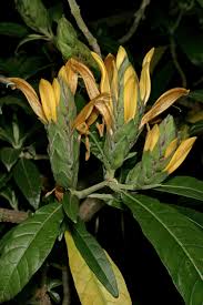 Image result for Anisotes