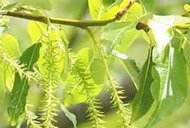 Image result for Salicaceae