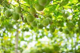 This allows people with glucose metabolism issues to enjoy sweet treats without. Healthy Livings Natural Sweeteners Sugar Substitute Fruit