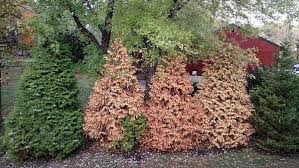 A natural screening plant with yellow fall color, carpinus holds its brown leaves through much of the winter to provide extra privacy. Plants For Mixed Privacy Screens University Of Maryland Extension