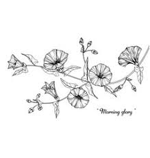 Morning Glory Flower Drawing Vector Images Over 140 I'd like let you know my online class 101 will be launching on december 18th 2020. vectorstock