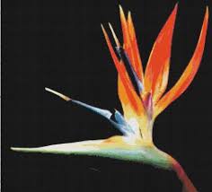 Bird Of Paradise Plant Varieties Australia Handmade Bird Of Paradise Flower Pdf Cross Stitch Pattern Birds Of Paradise Plant Birds Of Paradise Flower Paradise Plant