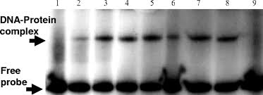 Sinorhizobium meliloti Fur-Like (Mur) Protein Binds a Fur Box-Like Sequence  Present in the mntA Promoter in a Manganese-Responsive Manner