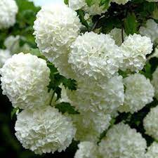 In botanica la denominazione corretta è . Fiori A Palla Nome