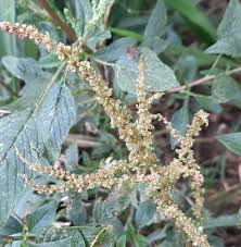 Image result for Amaranthus spinosus