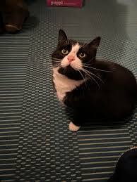 Lost and found pets in Lenawee County