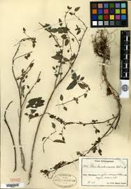 Image result for Pilea angolensis