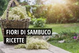 Maybe you would like to learn more about one of these? Fiori Di Sambuco Ricette Come Usarli In Cucina E Come Conservarli Greenme
