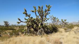 Donated to the state by arthur archie ripley, the park protects and preserves a stand of native joshua trees and junipers which once grew in great abundance throughout the valley. Mojave National Preserve Wikipedia