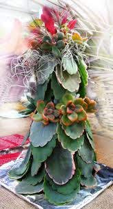 My macro focus was failing here so expect to see a lot of blur on the closeups. Cactus And Succulent Society Of Hawaii