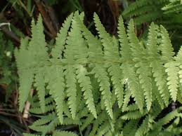 Image result for Thelypteris confluens