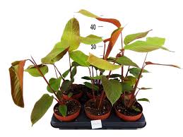 Image result for Marantochloa