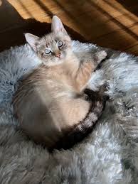 Lynx Point Siamese Benny In 2020 Cute Animals Cats Cats And Kittens