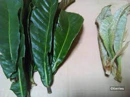 びわ茶の作り方 古葉と若葉を飲み比べてみる 超級グルメ