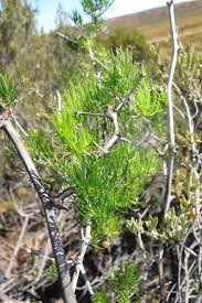 Image result for Asparagus suaveolens